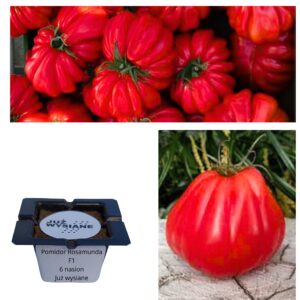Pomidor ROSAMUNDA F1 "Już wysiane" nasiona