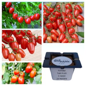 Pomidor Tutti Frutti F1 "Już wysiane" nasiona