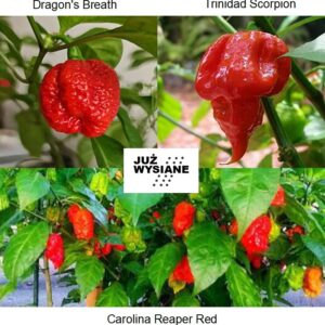 Zestaw 3 mega ostre papryczki Dragon's Breath+Trinidad Scorpion+Carolina Reaper "Już wysiane" nasiona
