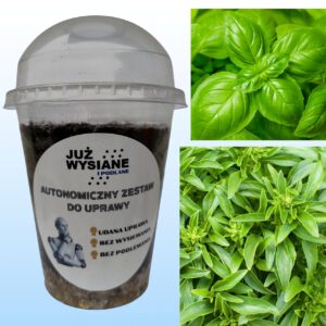 Bazylia zielona Autonomiczny Zestaw do Uprawy Już wysiane i podlane