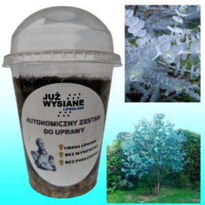 Eukaliptus Baby Blue Autonomiczny Zestaw do Uprawy Już wysiane i podlane