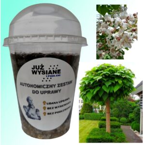 Katalpa Surmia Autonomiczny Zestaw do Uprawy Już wysiane i podlane