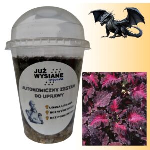 Koleus Black Dragon Autonomiczny Zestaw do Uprawy Już wysiane i podlane