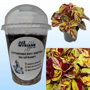 Koleus Fairway Mosaic Autonomiczny Zestaw do Uprawy Już wysiane i podlane