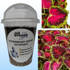 Koleus Fairway Rose Autonomiczny Zestaw do Uprawy Już wysiane i podlane