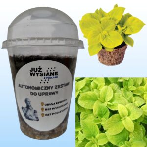 Koleus Magic Gold Autonomiczny Zestaw do Uprawy Już wysiane i podlane