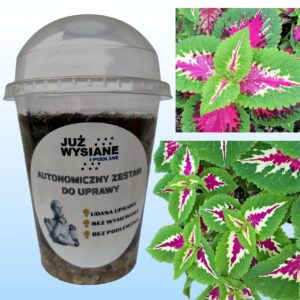 Koleus Magic Rose Autonomiczny Zestaw do Uprawy Już wysiane i podlane