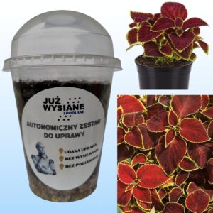 Koleus Magic Scarlet Autonomiczny Zestaw do Uprawy Już wysiane i podlane