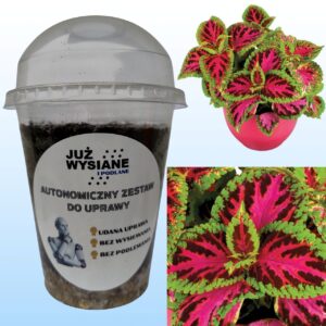 Koleus Rainbow Color Pride Autonomiczny Zestaw do Uprawy Już wysiane i podlane