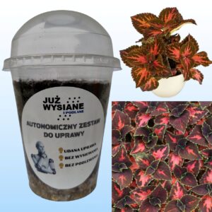 Koleus Rainbow Festive Dance Autonomiczny Zestaw do Uprawy Już wysiane i podlane