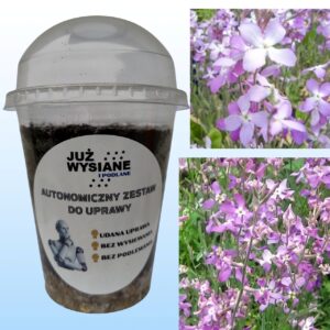 Maciejka Autonomiczny Zestaw do Uprawy Już wysiane i podlane