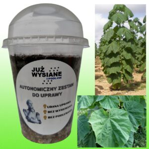 Paulownia Shan Tong Autonomiczny Zestaw do uprawy Już wysiane i podlane