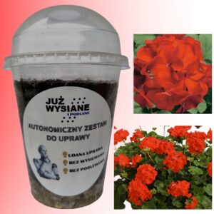 Pelargonia Ringo Cardinal Autonomiczny Zestaw do uprawy Już wysiane i podlane