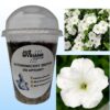 Petunia F1 Duvet White Autonomiczny Zestaw do Uprawy Już wysiane i podlane