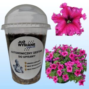 Petunia F1 Espresso Frape Rose Autonomiczny Zestaw do Uprawy Już wysiane i podlane
