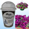 Petunia F1 Espresso Frape Ruby Autonomiczny Zestaw do Uprawy