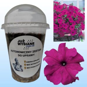 Petunia F1 Tritunia Purple Autonomiczny Zestaw do Uprawy Już wysiane i podlane