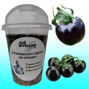 Pomidor Black Ball Autonomiczny Zestaw do uprawy Już wysiane i podlane