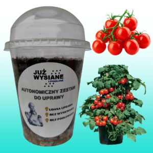 Pomidor typu Cherry czerwony Autonomiczny Zestaw do uprawy Już wysiane i podlane