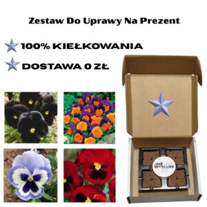 Bratki Już wysiane nasiona 4 kolory Zestaw do uprawy na Prezent