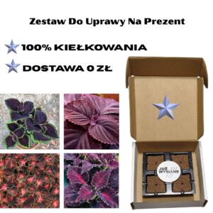 Koleusy Premium 4 odmiany Już wysiane nasiona Zestaw do uprawy na Prezent