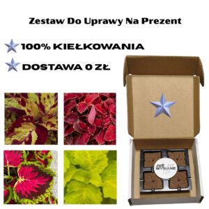 Koleusy 4 odmiany Już wysiane nasiona Zestaw do uprawy na Prezent