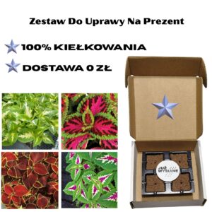 Koleusy 4 odmiany Już wysiane nasiona Zestaw do uprawy na Prezent