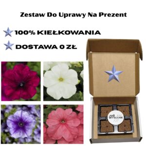 Petunia F1 Już wysiane nasiona 4 kolory Zestaw do uprawy Na Prezent