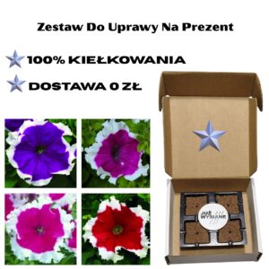 Petunia F1 Frost 4 kolory Już wysiane nasiona Zestaw do uprawy na Prezent