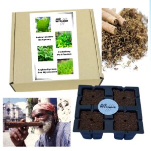 Zestaw 4 odmian Tytoniu po 6 nasion Już wysiane