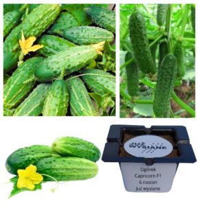 Ogórek Capricorn F1 Już wysiane nasiona
