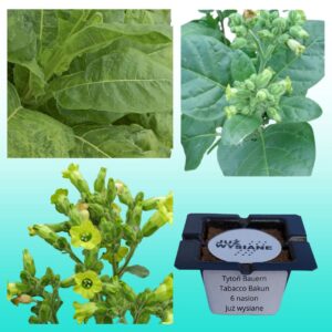 Tytoń Bauern Tobacco Bakun "Już wysiane" nasiona