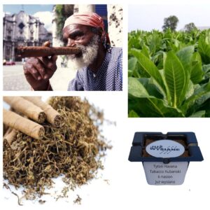 Tytoń Kubański Havana "Już wysiane" nasiona