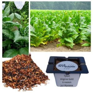 Tytoń Virginia Gold "Już wysiane" nasiona