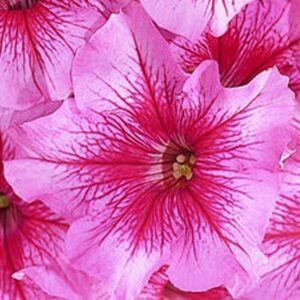 Petunia Daddy Peppermint "Już wysiane" nasiona