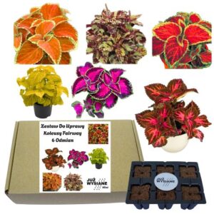Mini Zestaw Koleusy Fairway 6 odmian po 2 nasiona Już wysiane