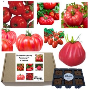 Mini Zestaw Pomidory F1 Smaczne 6 odmian po 2 nasiona Już wysiane