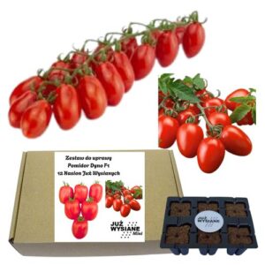 Mini Zestaw 12 nasion Pomidor Dyno F1 Już wysiane