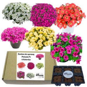 Mini Zestaw Petunie Kaskadowe 6 odmian po 2 nasiona Już wysiane