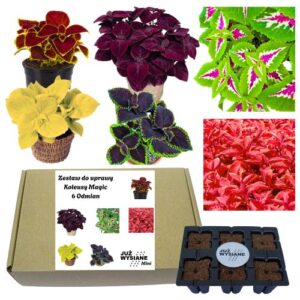 Mini Zestaw Koleusy Magic 6 odmian po 2 nasiona Już wysiane