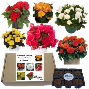 Mini Zestaw Begonie Tuberhybrydy 6 odmian po 2 nasiona Już wysiane