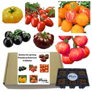 Mini Zestaw Pomidory Kolorowe 6 odmian po 2 nasiona Już wysiane