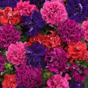 Petunia F1 Double Cascade mix "Już wysiane" nasiona