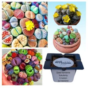 Żywe Kamienie Lithops Sukulenty "Już wysiane" nasiona